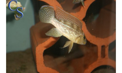 Neolamprologus tetracanthus